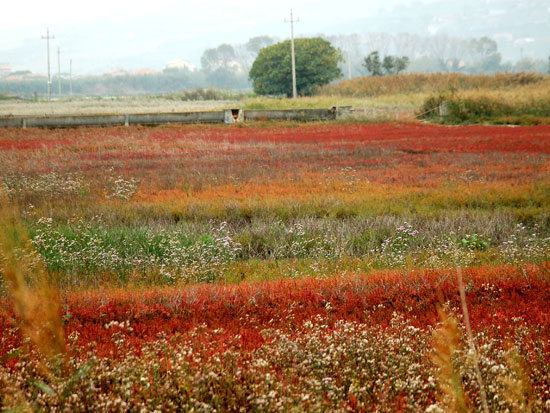 SM_Cannucce-e-Salicornia.jpg