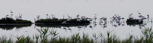 Fenicotteri delle Valli di Comacchio