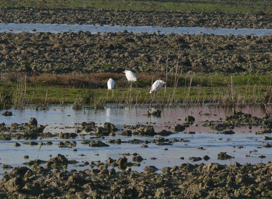 Aironi guardabuoi (Bubulcus ibis)