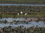 Aironi guardabuoi (Bubulcus ibis)