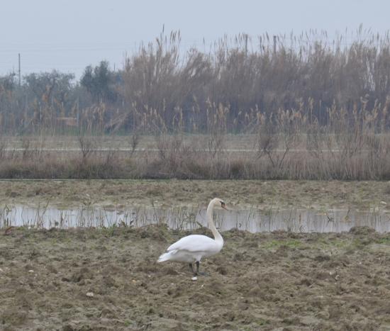 cigno alla Sentina 4