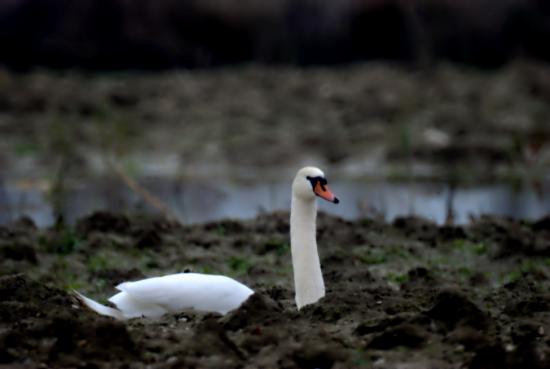 cigno alla Sentina 6 rid